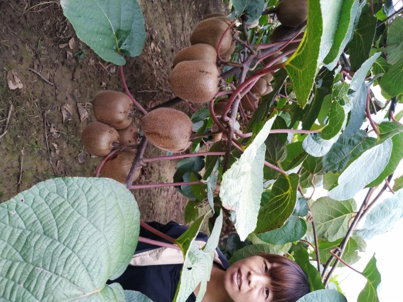 海沃德100g起步秦美，徐香猕猴桃华优，金龙二号，金艳