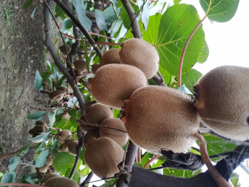海沃德100g起步秦美，徐香猕猴桃华优，金龙二号，金艳