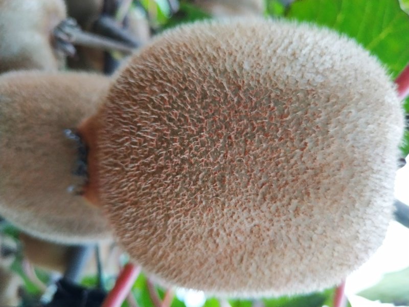海沃德100g起步秦美，徐香猕猴桃华优，金龙二号，金艳