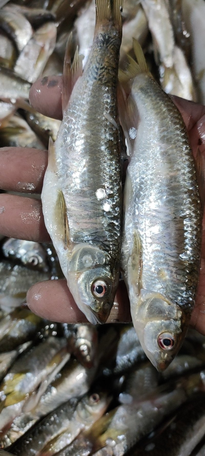 马口鱼，小嘴马口鱼，桃花马口，没有土腥味，鲜货干货都可以