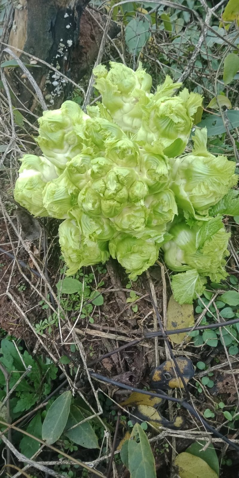 儿菜