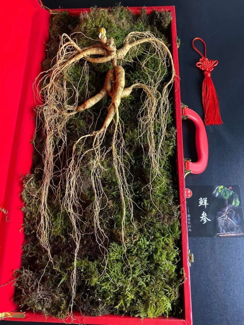 长白山高年头林下参精品