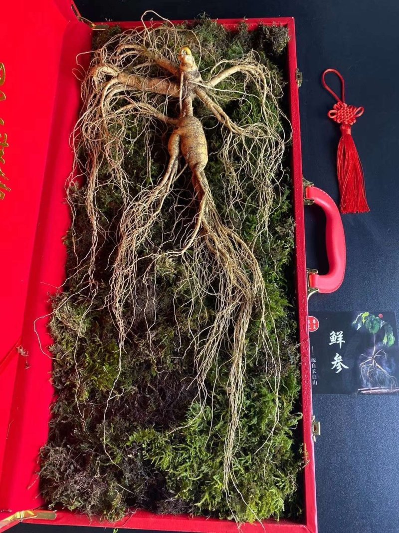 长白山高年头林下参精品