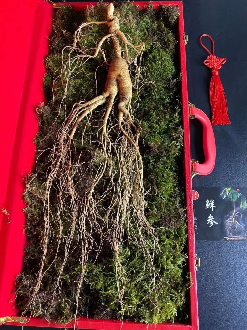 长白山高年头林下参精品