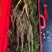 长白山高年头林下参精品