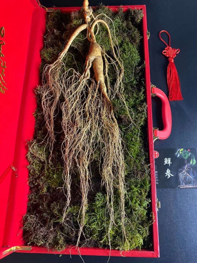 长白山高年头林下参精品