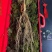 长白山高年头林下参精品