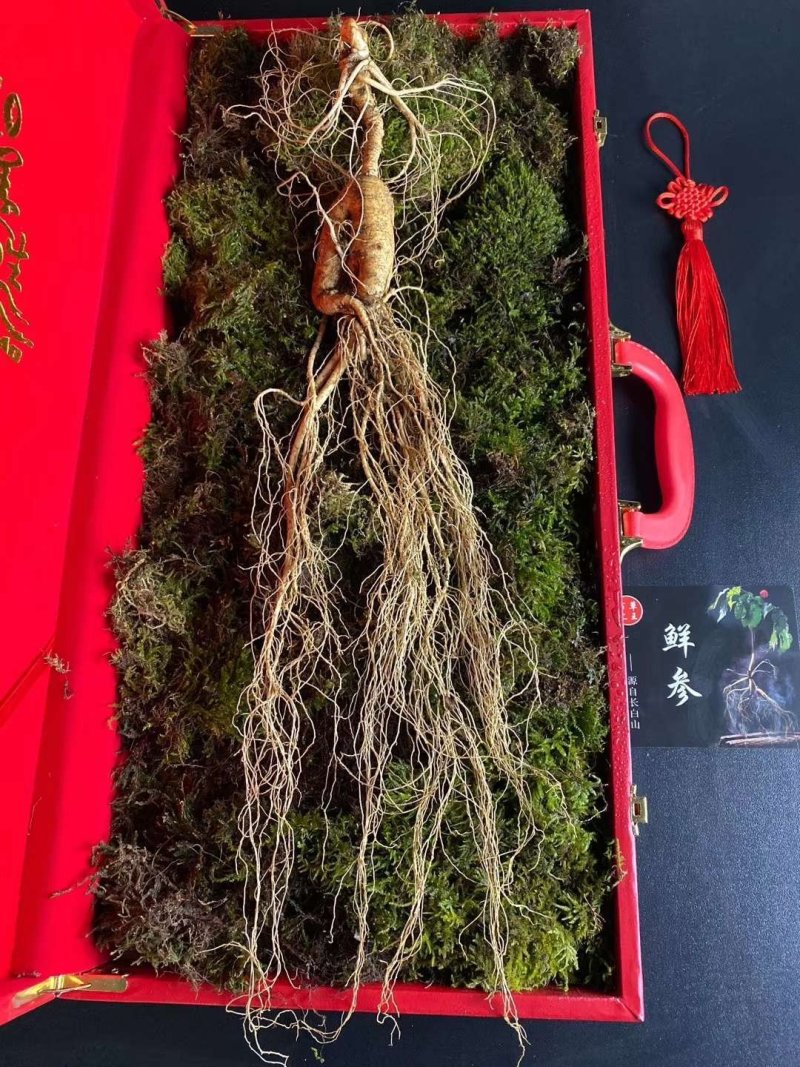 长白山高年头林下参精品