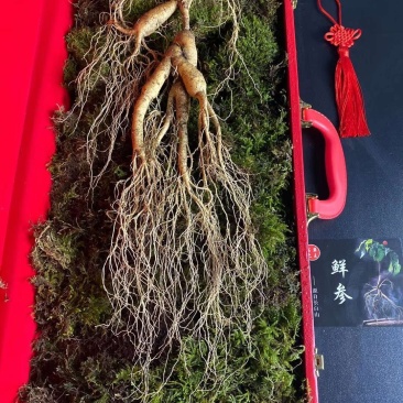 长白山高年头林下参精品