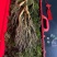 长白山高年头林下参精品