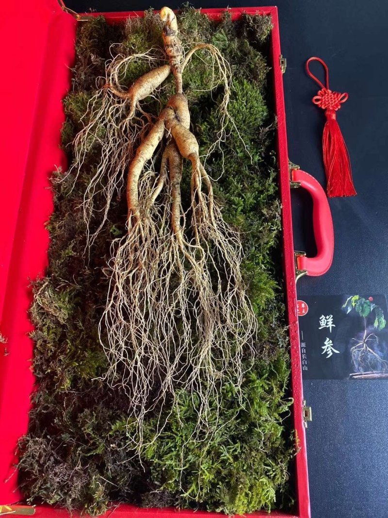 长白山高年头林下参精品