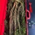 长白山高年头林下参精品