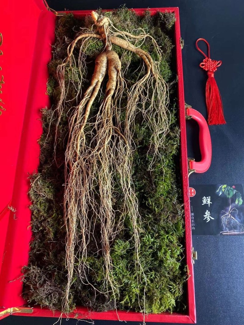 长白山高年头林下参精品