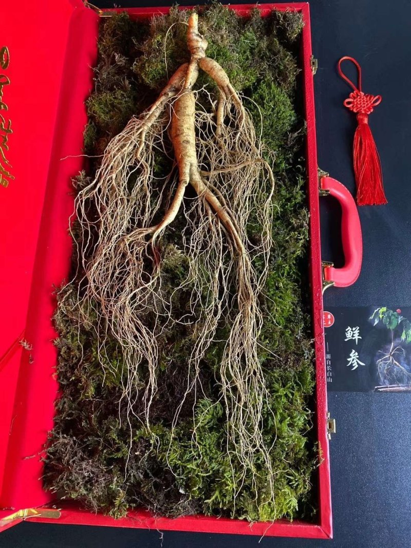 长白山高年头林下参精品