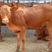 牛犊利木赞牛品质保证，厂家直销，专注养牛三十年