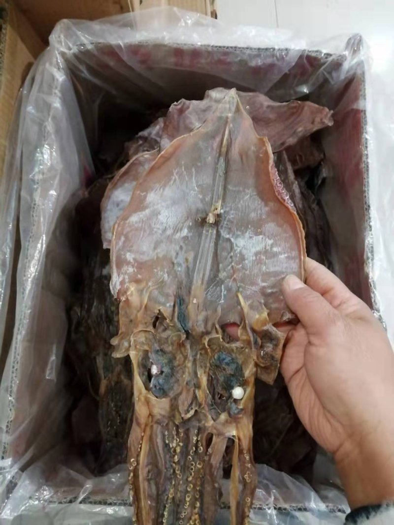 朝鲜印尼水发鱿鱼泡发用的
