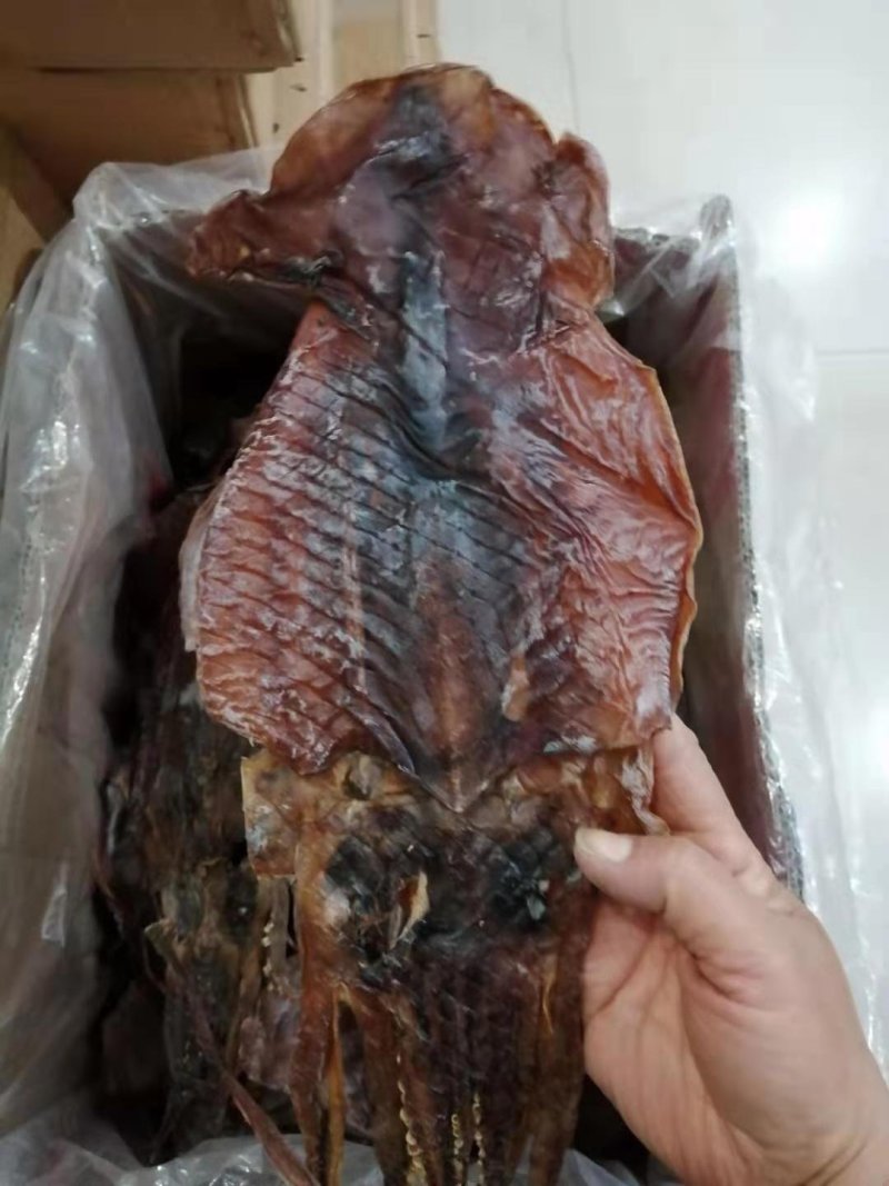 朝鲜印尼水发鱿鱼泡发用的