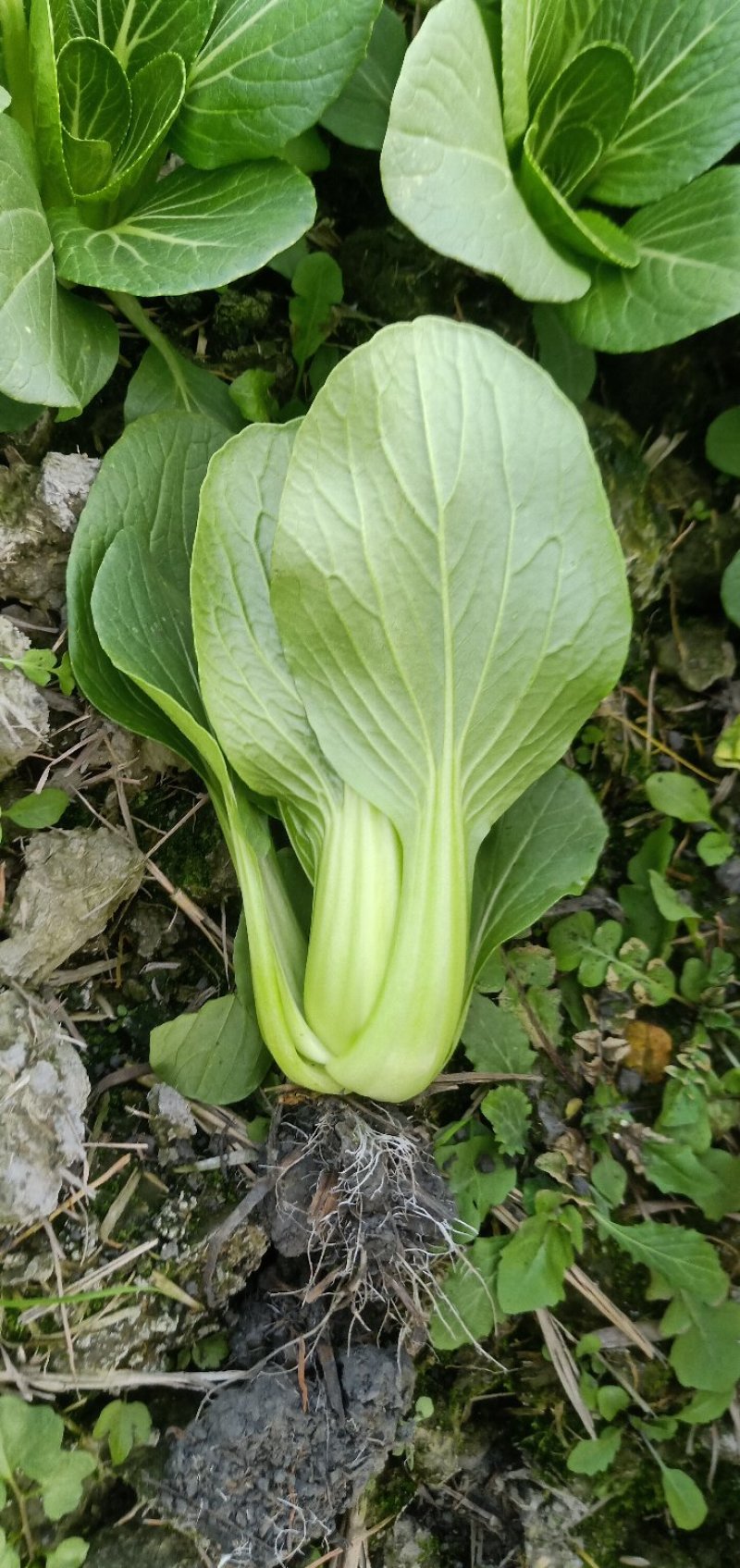 精品上海青小白菜诚信经营欢迎选购