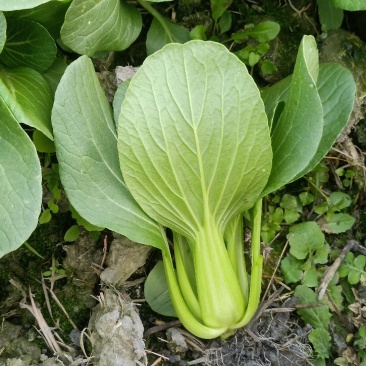 精品上海青小白菜诚信经营欢迎选购