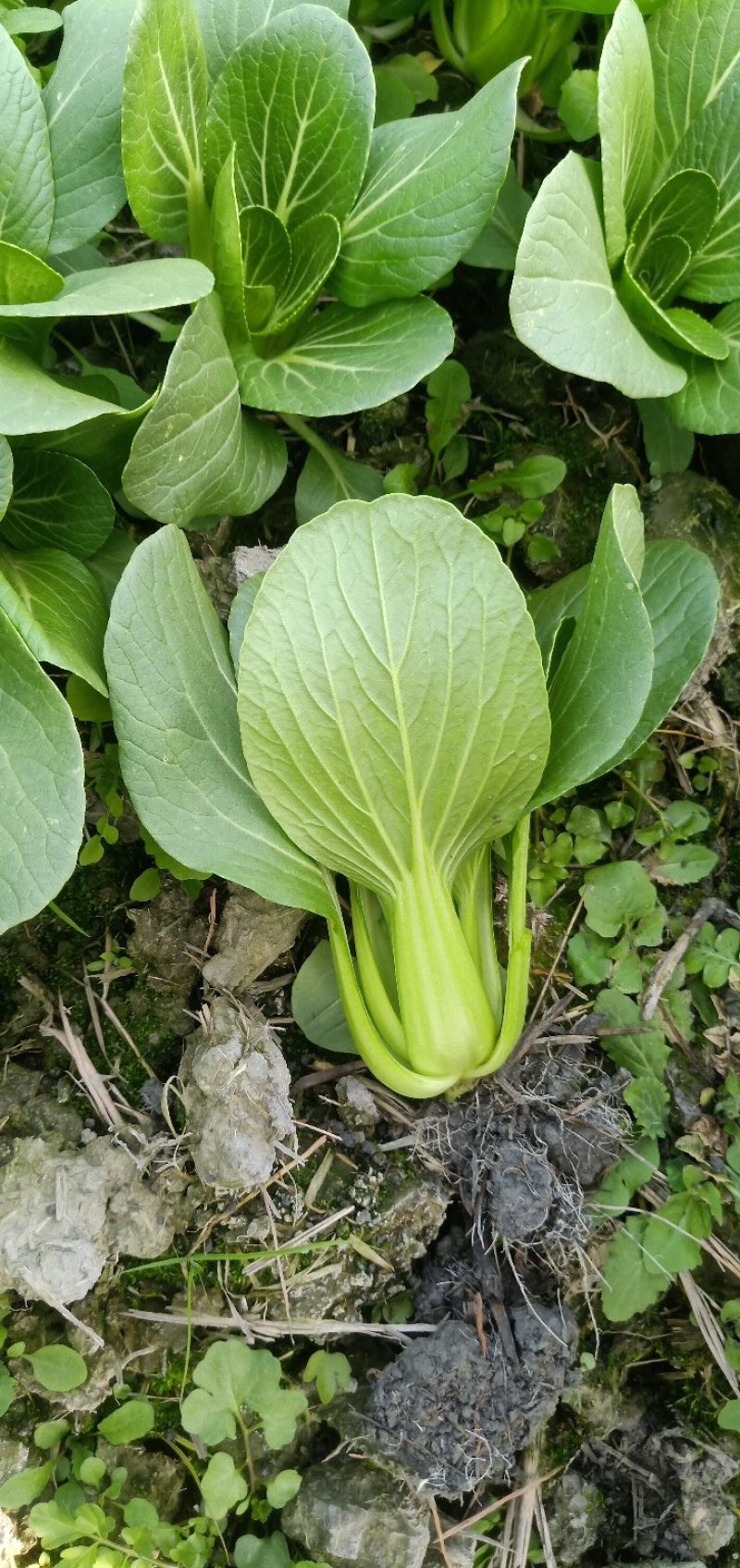 精品上海青小白菜诚信经营欢迎选购