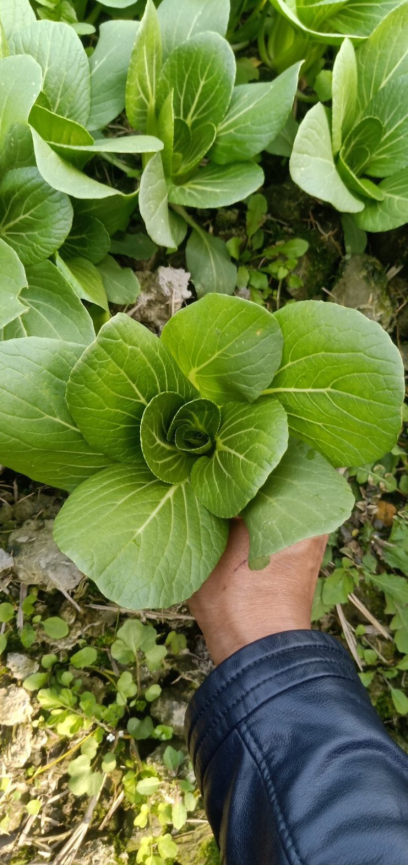 精品上海青小白菜诚信经营欢迎选购