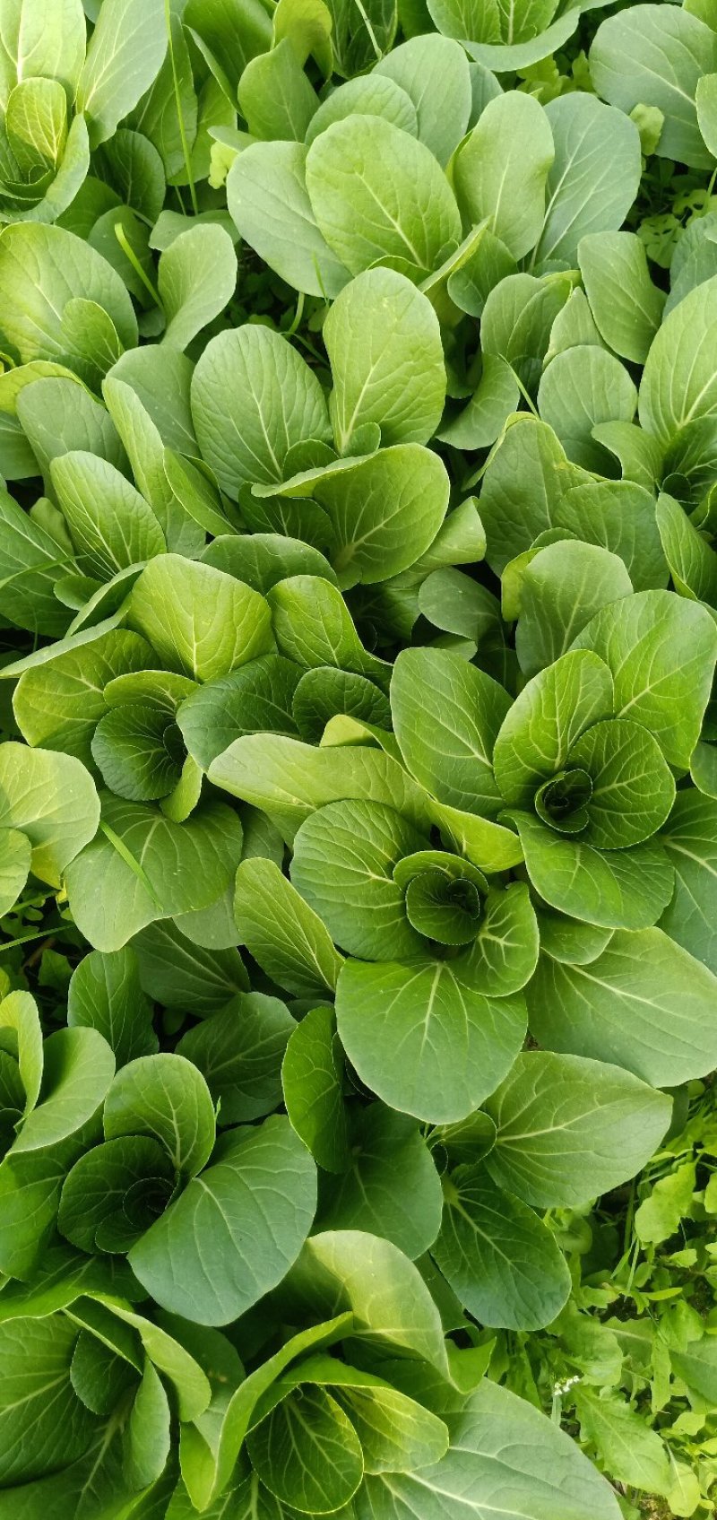 精品上海青小白菜诚信经营欢迎选购