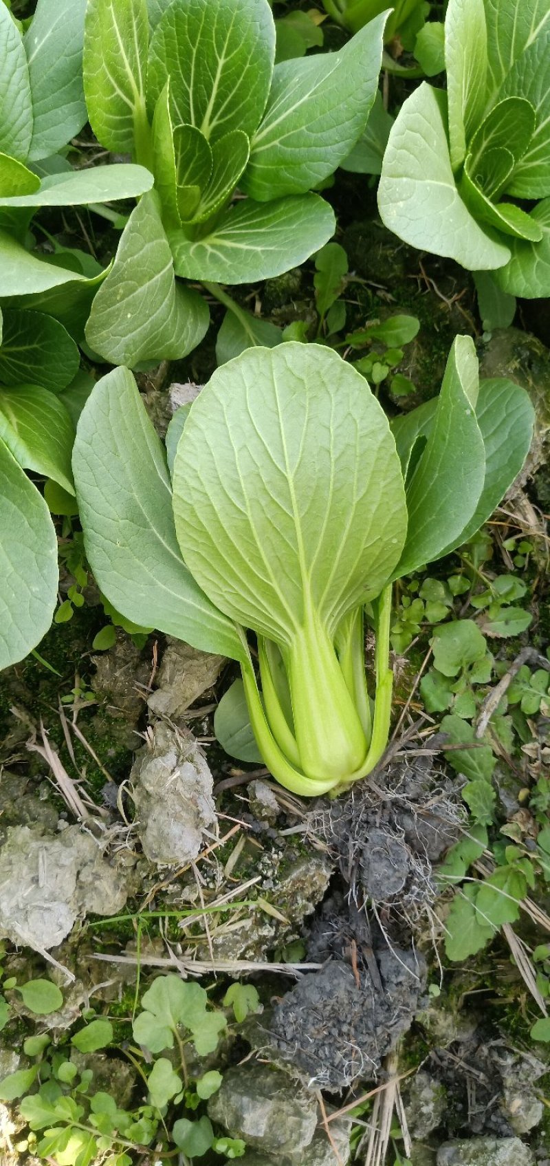 精品上海青小白菜诚信经营欢迎选购