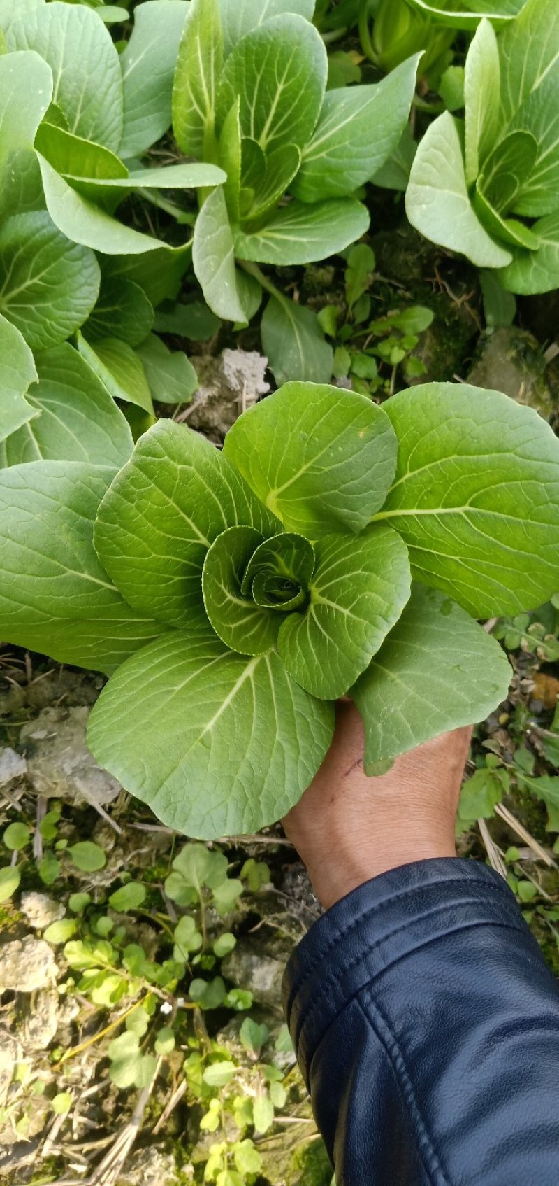 精品上海青小白菜诚信经营欢迎选购