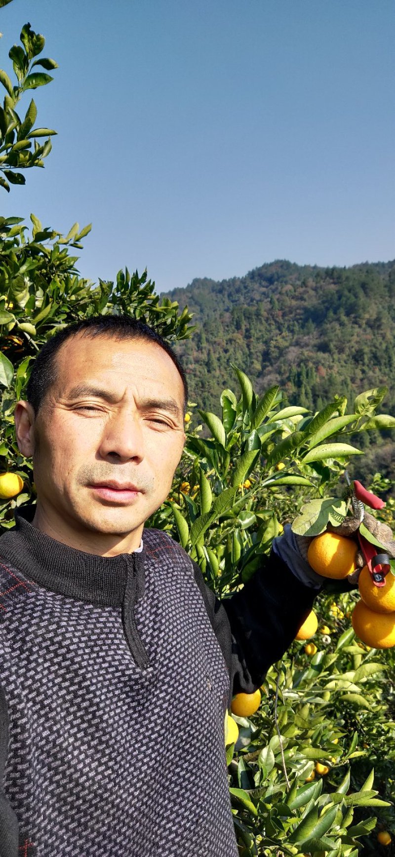 麻阳冰糖橙自家果园专卖