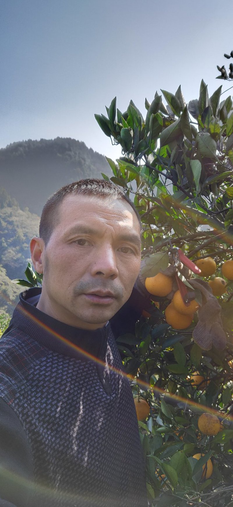 麻阳冰糖橙自家果园专卖
