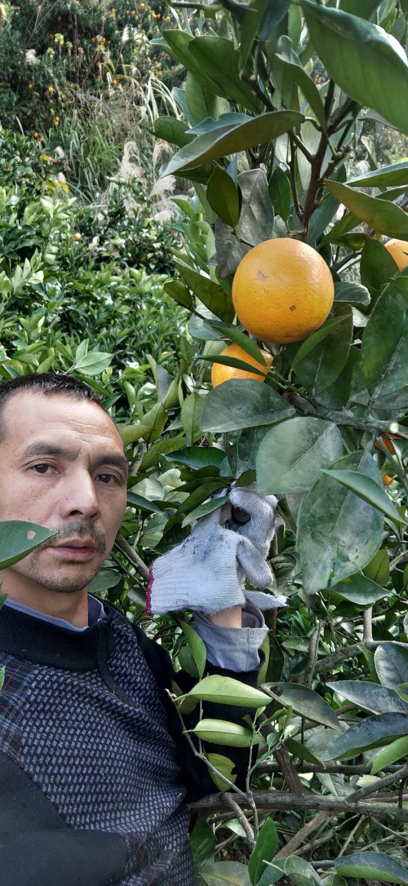 麻阳冰糖橙自家果园专卖
