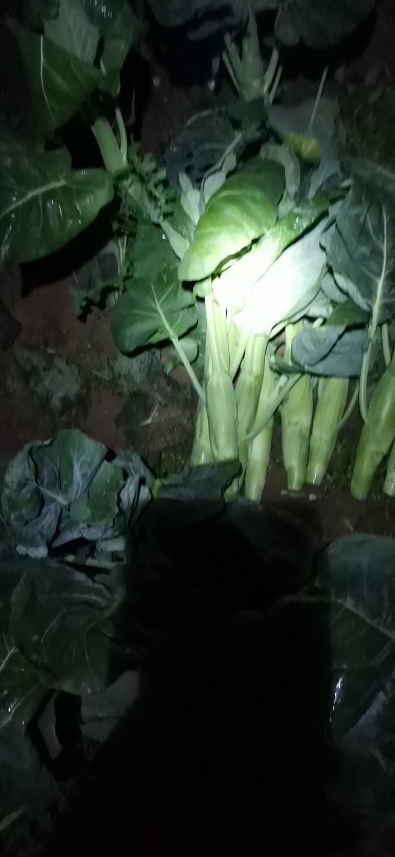 广东菜心，芥兰.量大长期供应需要联系菜心苗芥兰苗