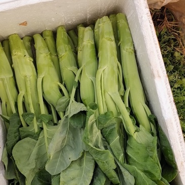 广东菜心，芥兰.量大长期供应需要联系菜心苗芥兰苗