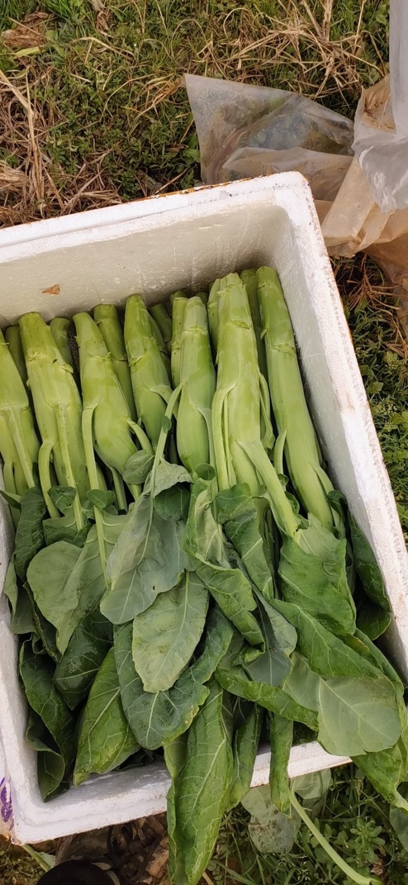 广东菜心，芥兰.量大长期供应需要联系菜心苗芥兰苗