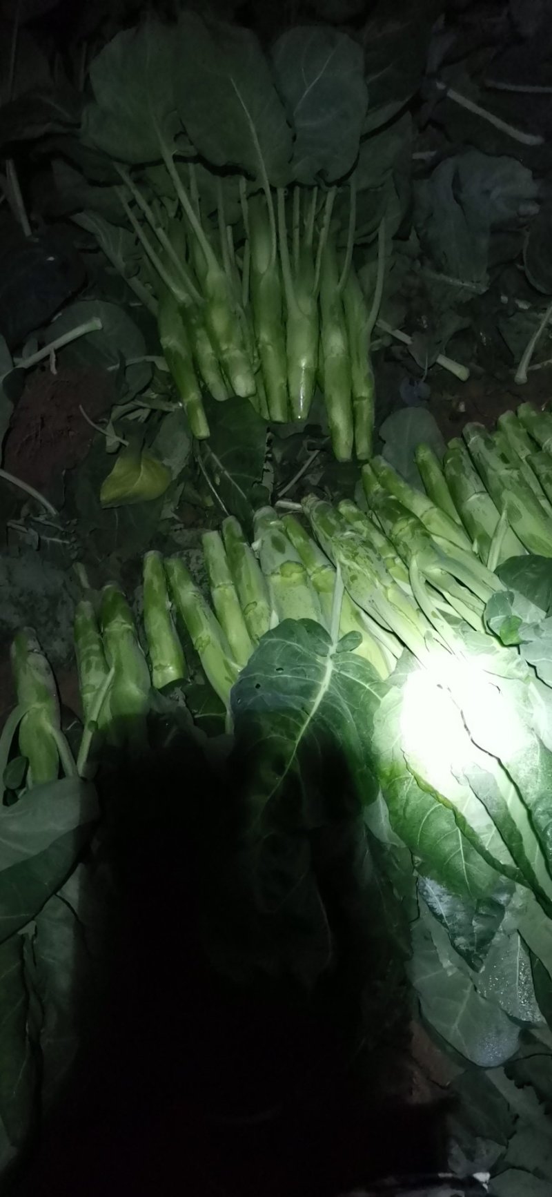 广东菜心，芥兰.量大长期供应需要联系菜心苗芥兰苗