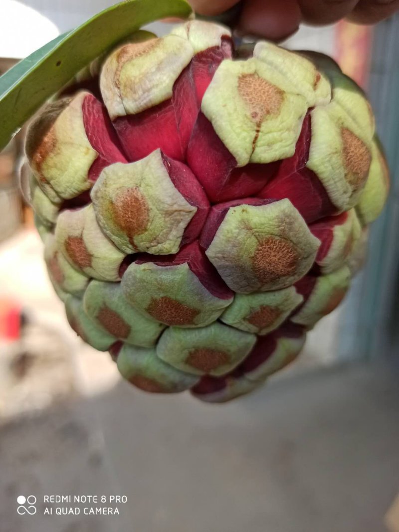 赣南晚熟绿红绿紫玫瑰香桂花香黑老虎，布福娜，酒饭团