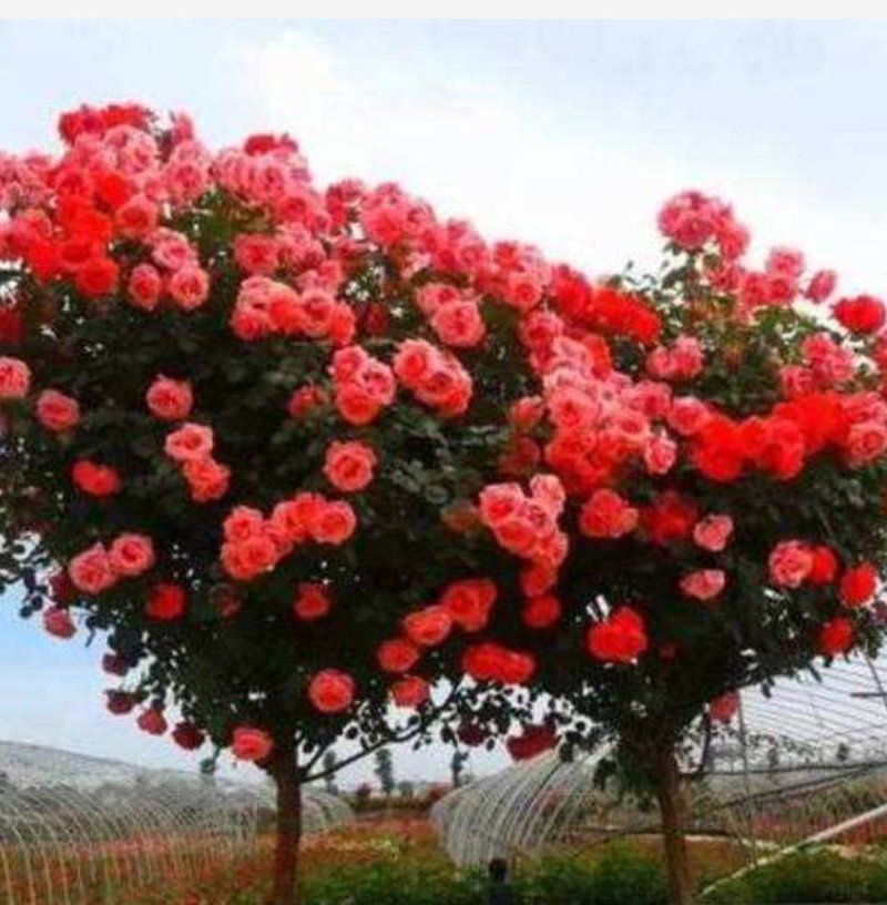 树桩月季花中岛引进欧洲树形月季