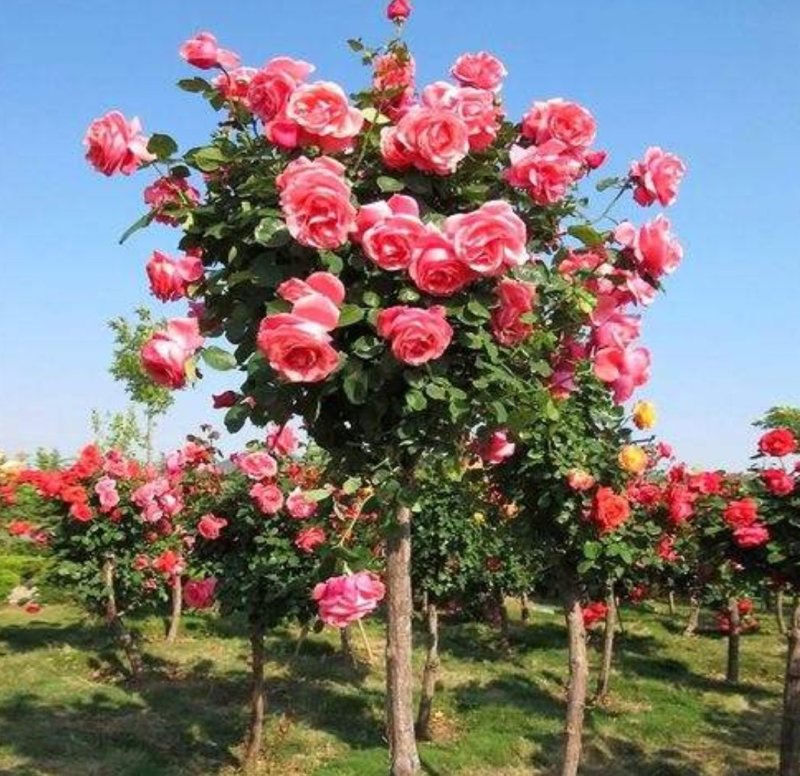 树桩月季花中岛引进欧洲树形月季