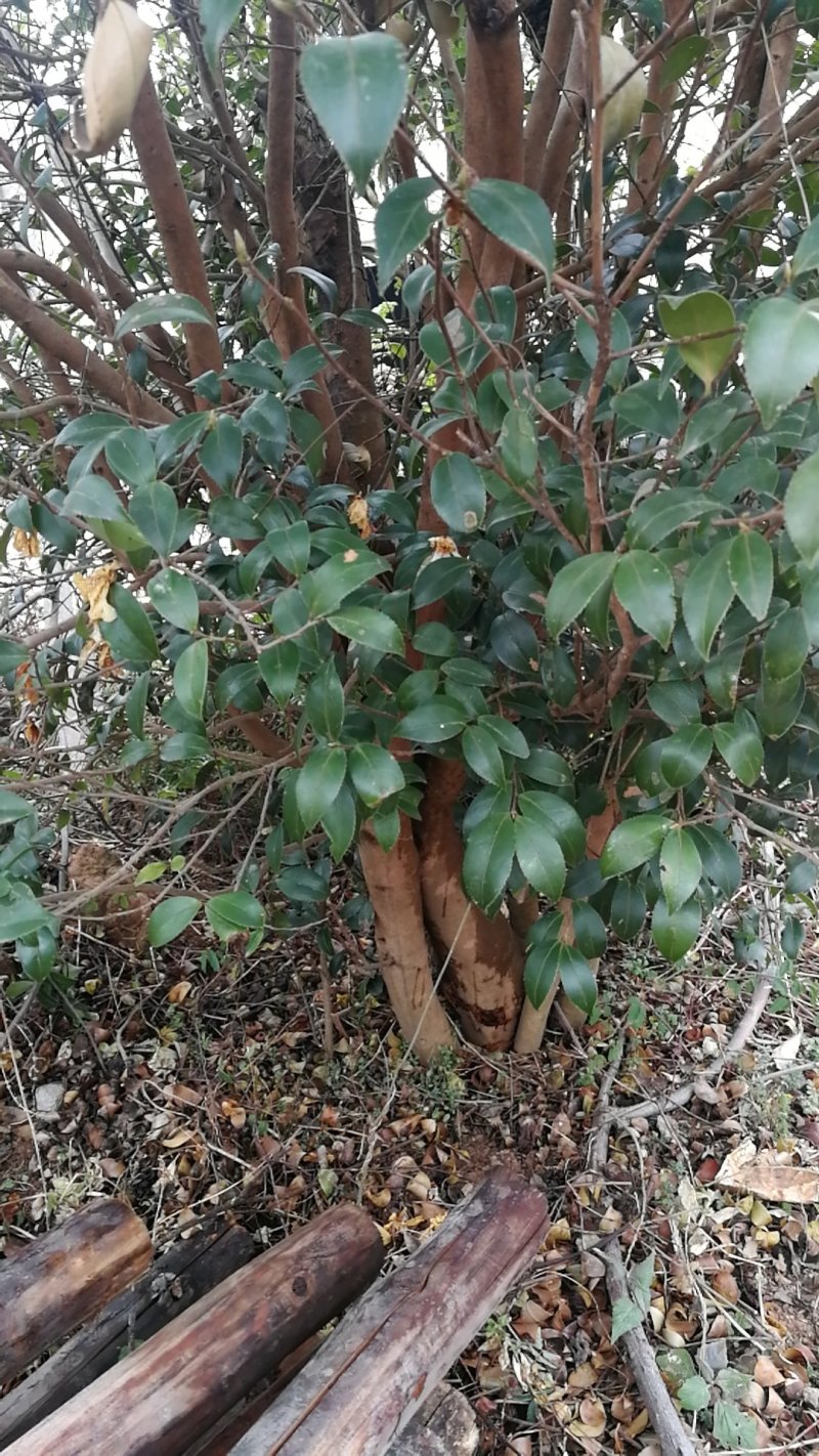 油茶树