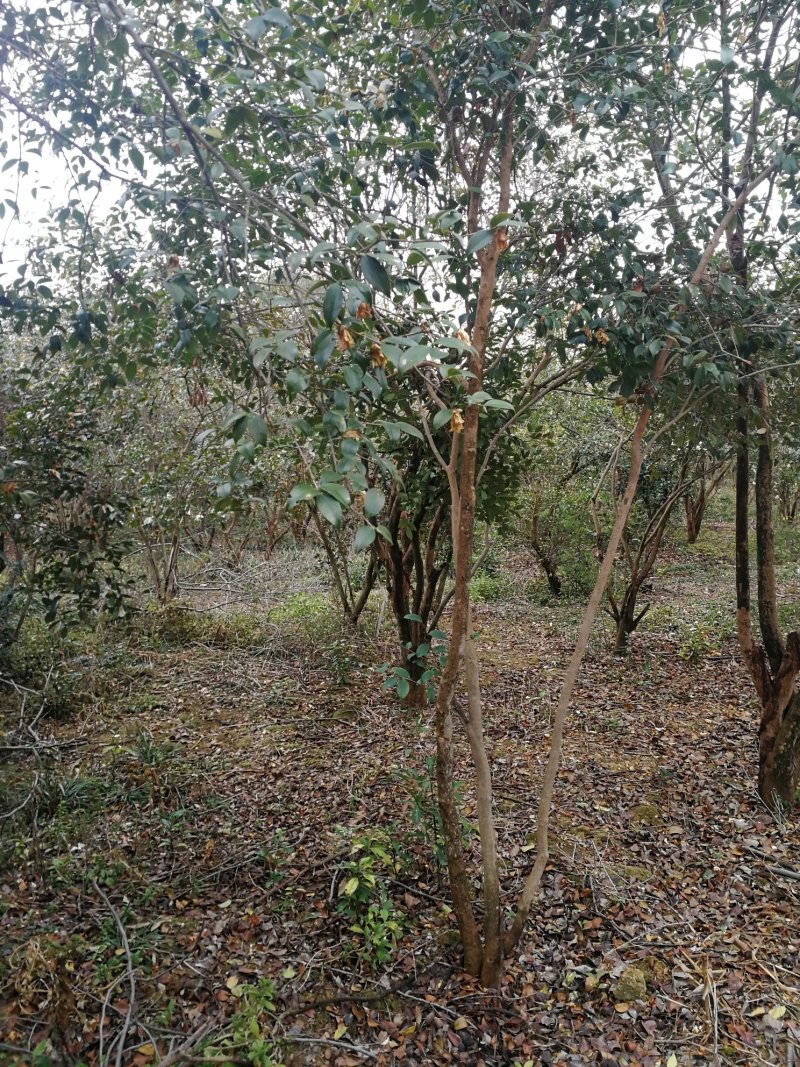 油茶树