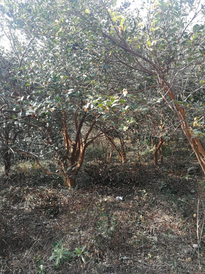 油茶树