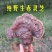 灵芝菌山上捡的支持一件代发