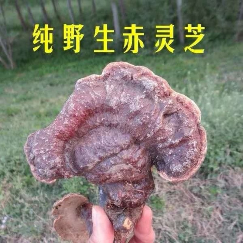 灵芝菌山上捡的支持一件代发