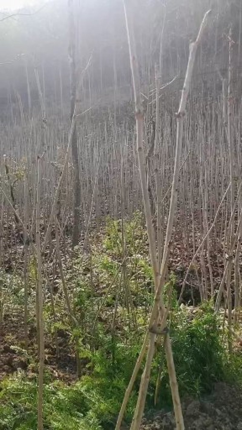 七叶树苗梭椤树苗七叶树苗梭椤树叶树苗梭椤树苗