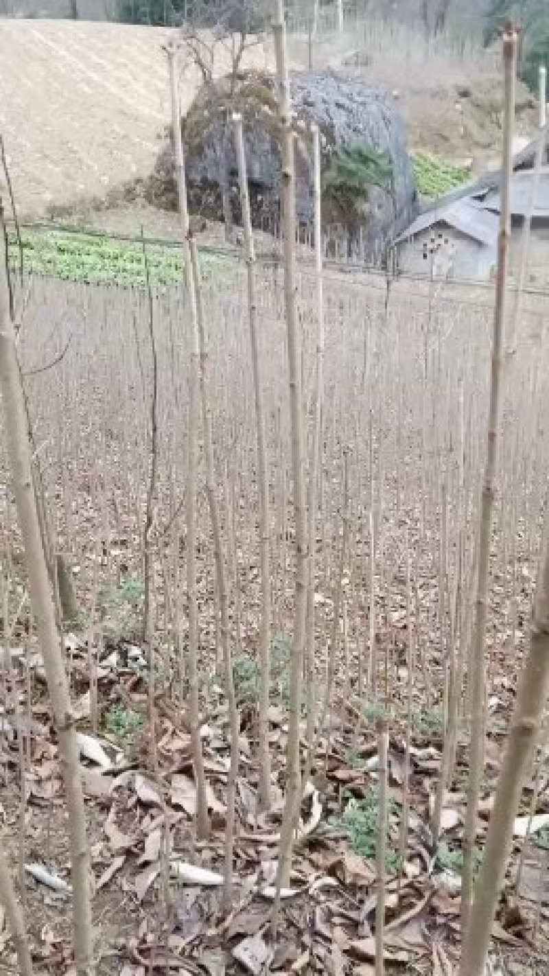 七叶树苗梭椤树苗七叶树苗梭椤树叶树苗梭椤树苗