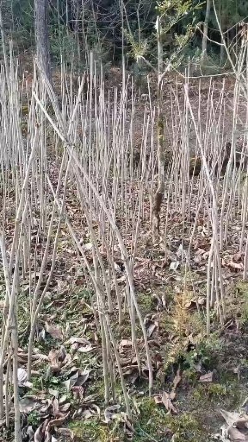 七叶树苗梭椤树苗七叶树苗梭椤树叶树苗梭椤树苗