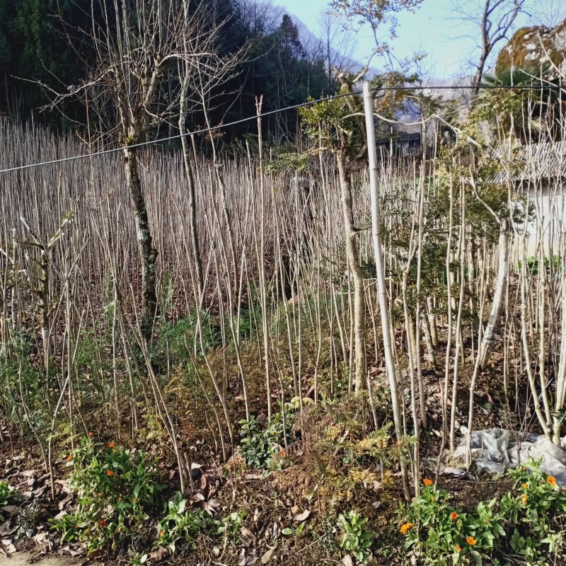 七叶树苗梭椤树苗七叶树苗梭椤树叶树苗梭椤树苗