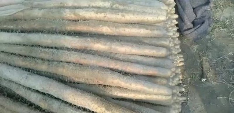湖北襄阳山药，白玉山药沙地山药种植产地直发大量供货