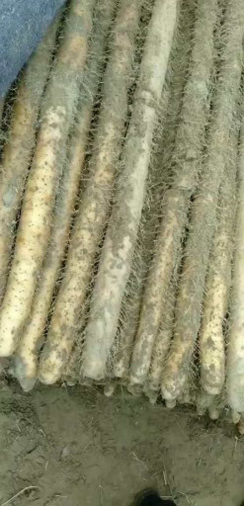 湖北襄阳山药，白玉山药沙地山药种植产地直发大量供货