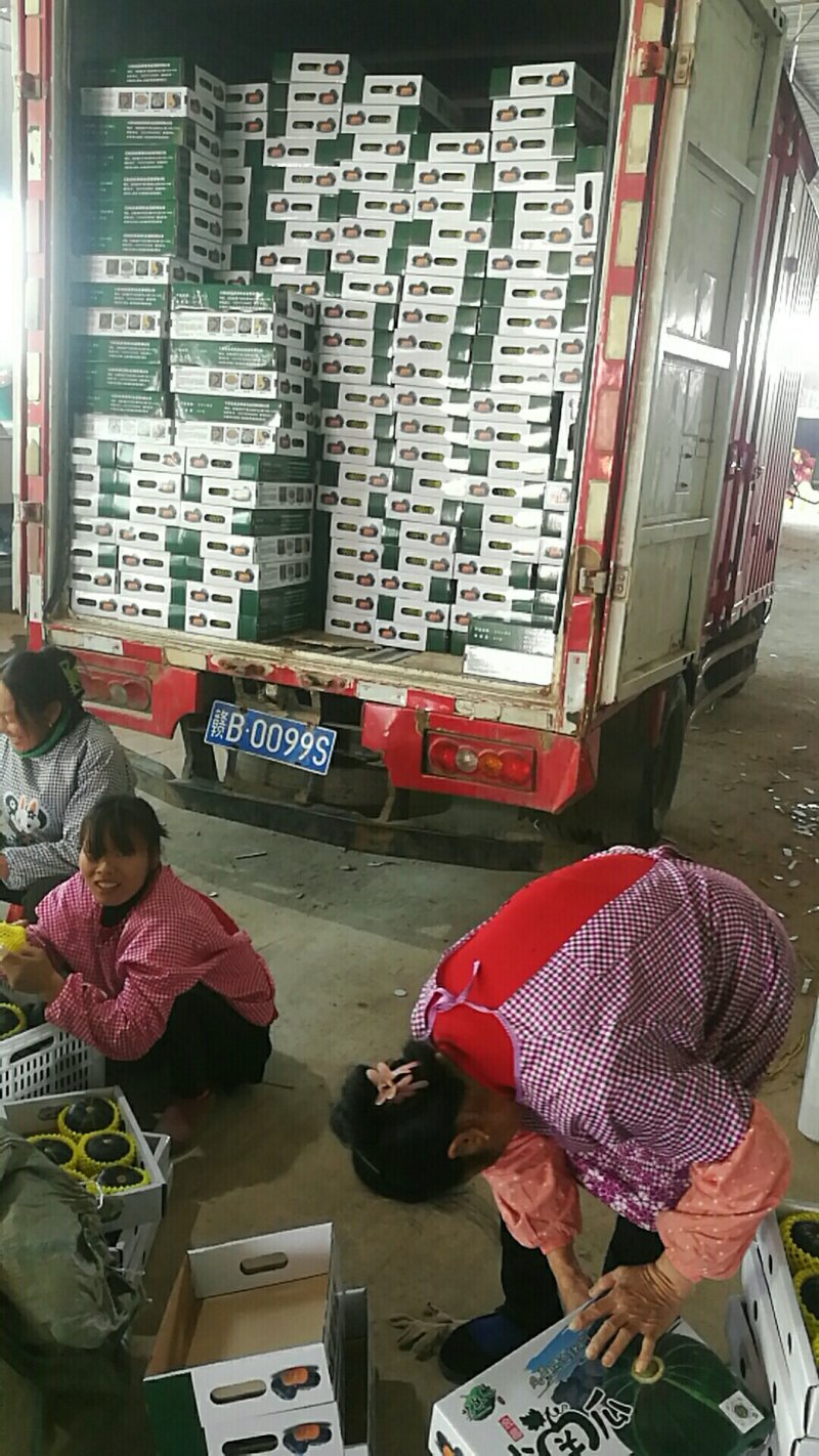 诚信【农户直供】上市中《贝贝小南瓜》不包含运费